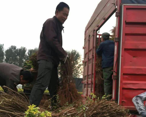 河北定州金葉榆綠籬苗價格看漲 河北定州金葉榆綠籬苗價格看漲